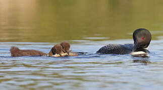 Plongeon imbrin