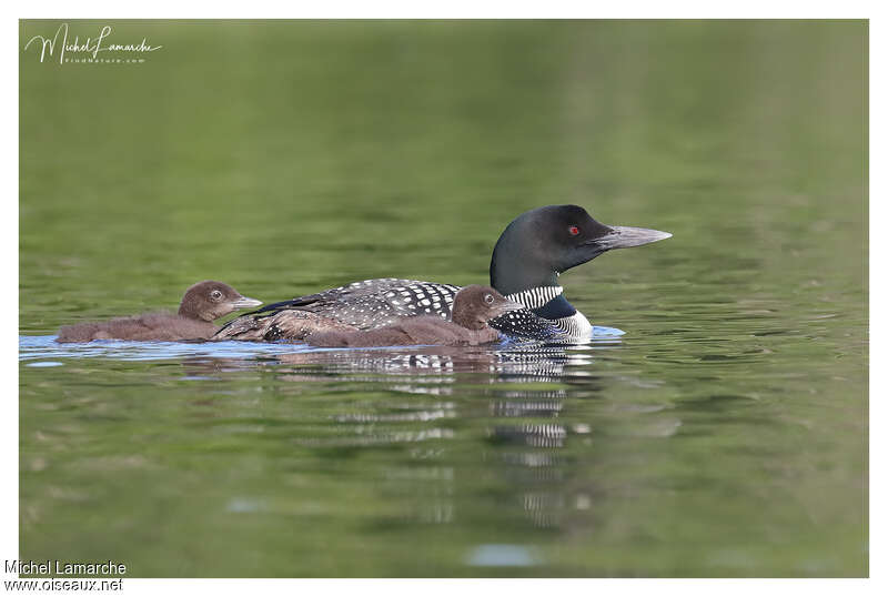 Common Loon, Reproduction-nesting