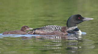 Plongeon imbrin