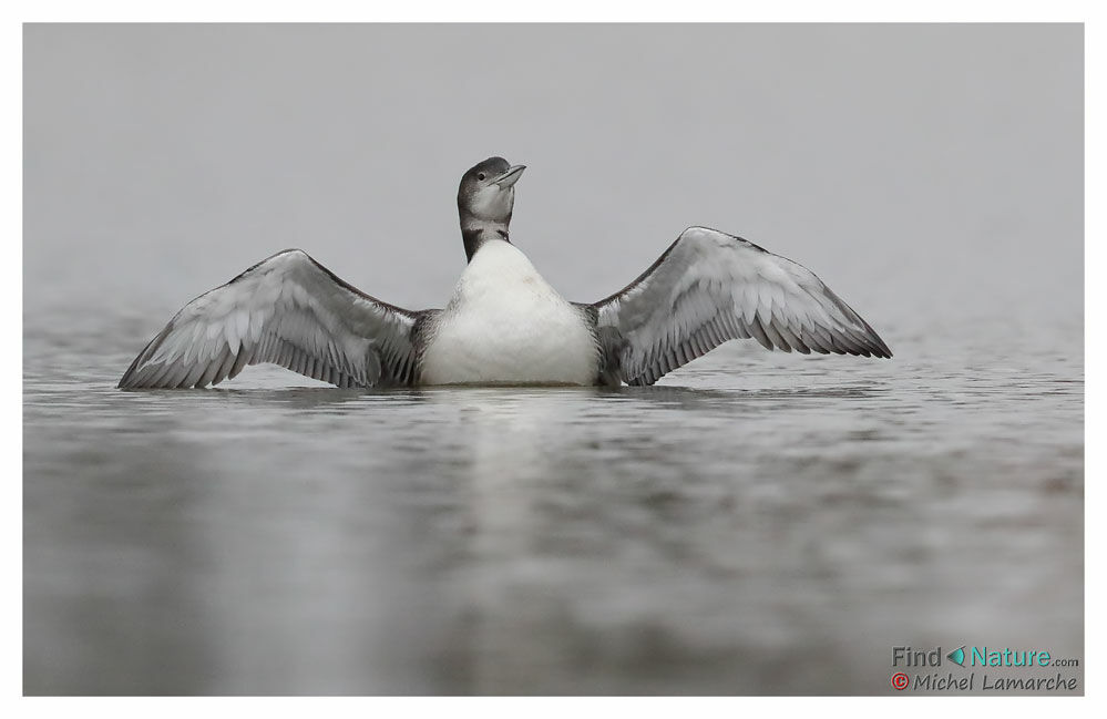 Plongeon imbrin