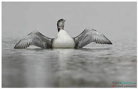 Common Loon