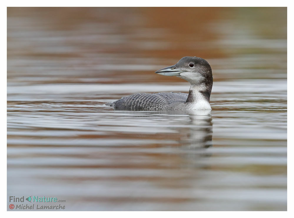 Common Loon