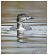 Common Loon