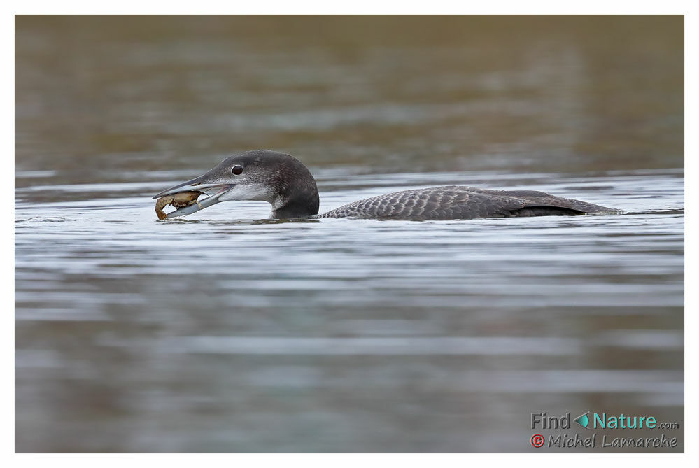 Plongeon imbrin