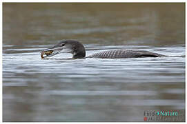 Plongeon imbrin