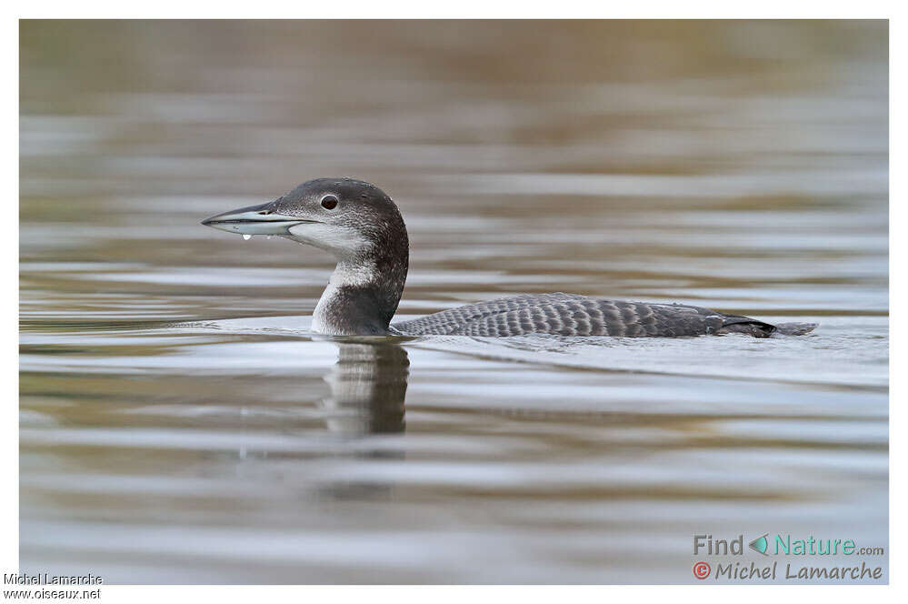 Plongeon imbrin1ère année, identification