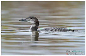 Plongeon imbrin