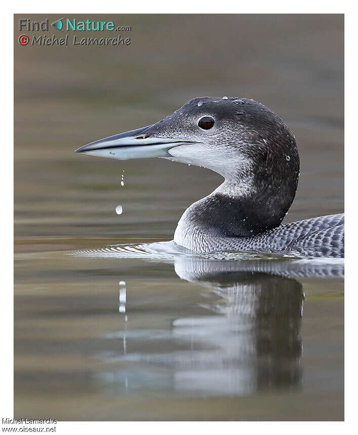 Common LoonFirst year, close-up portrait