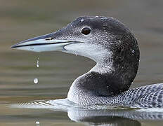 Common Loon