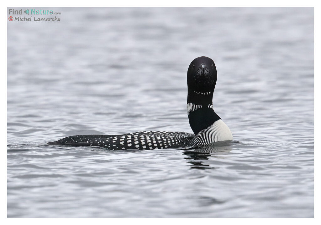 Common Loonadult breeding