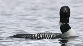 Common Loon