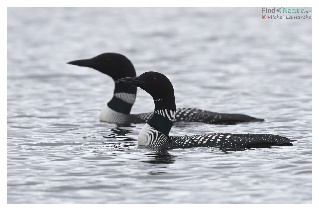 Common Loonadult breeding