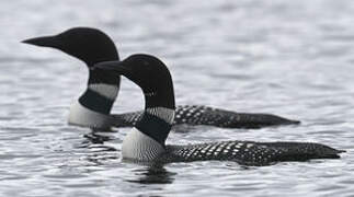 Common Loon