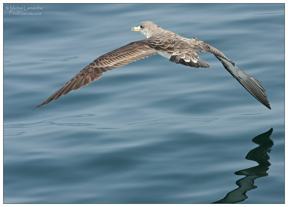 Cory's Shearwater