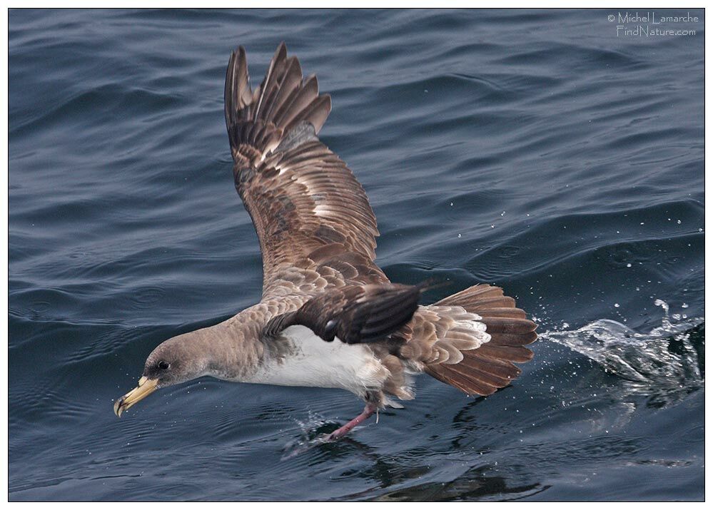 Cory's Shearwater