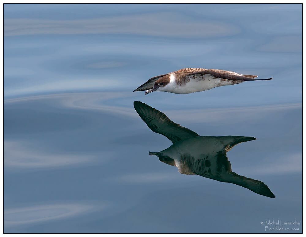 Puffin majeur, Vol