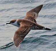 Great Shearwater