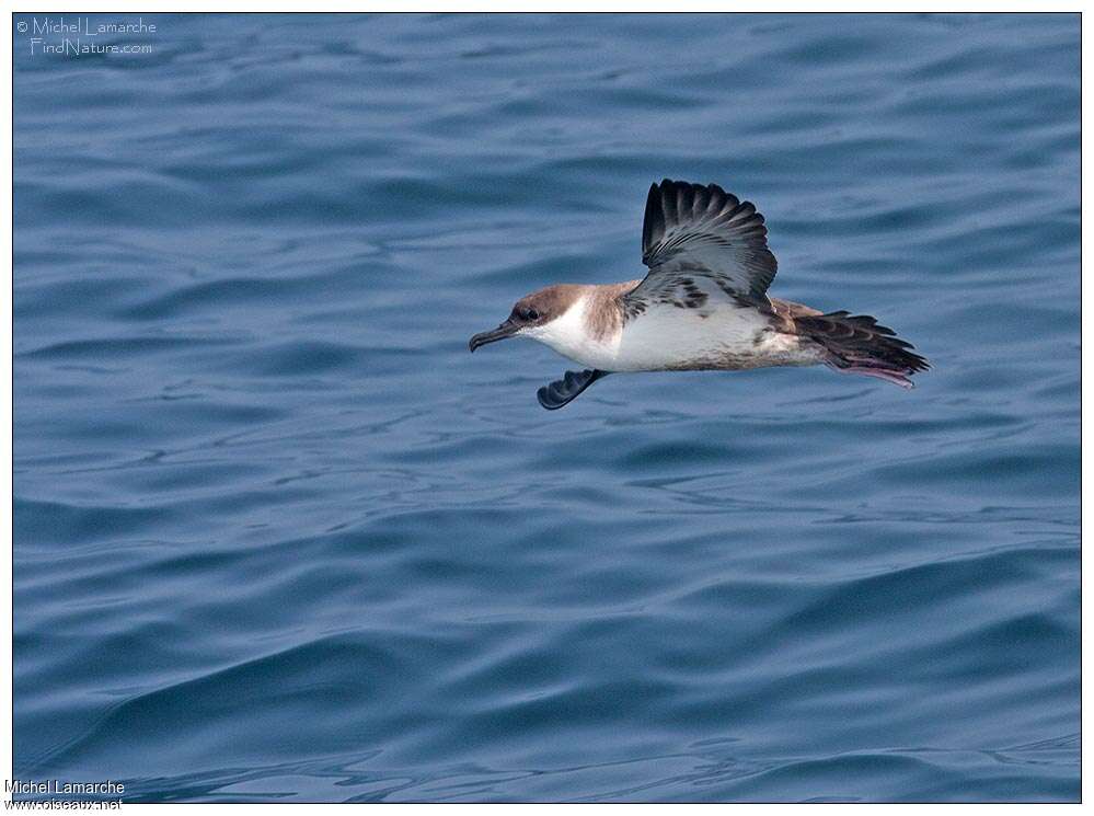 Great Shearwater, pigmentation, Flight