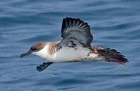 Great Shearwater