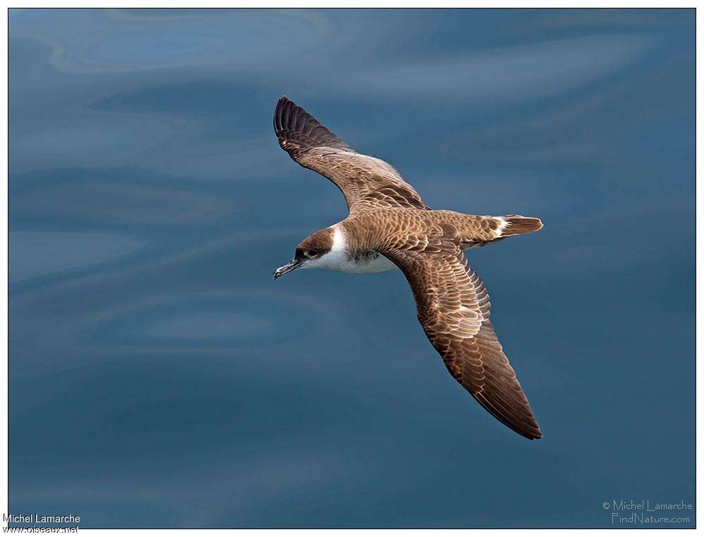 Great Shearwater, pigmentation, Flight