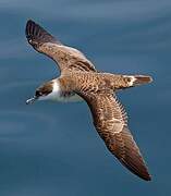 Great Shearwater