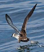 Great Shearwater