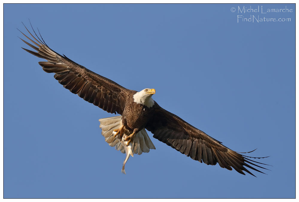 Bald Eagleadult, Flight