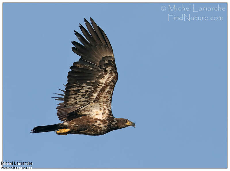 Bald Eaglejuvenile, pigmentation, Flight