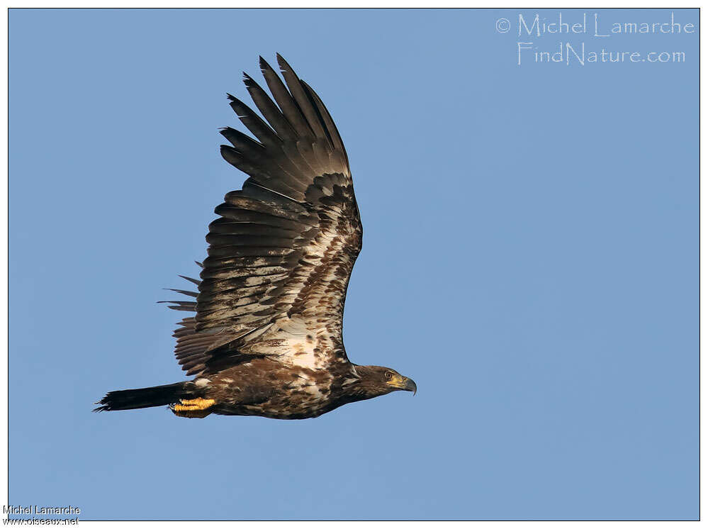 Bald Eaglejuvenile, pigmentation, Flight