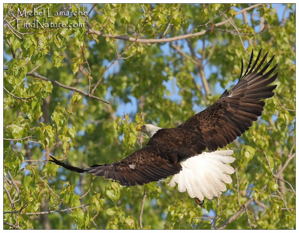 Bald Eagleadult, Flight