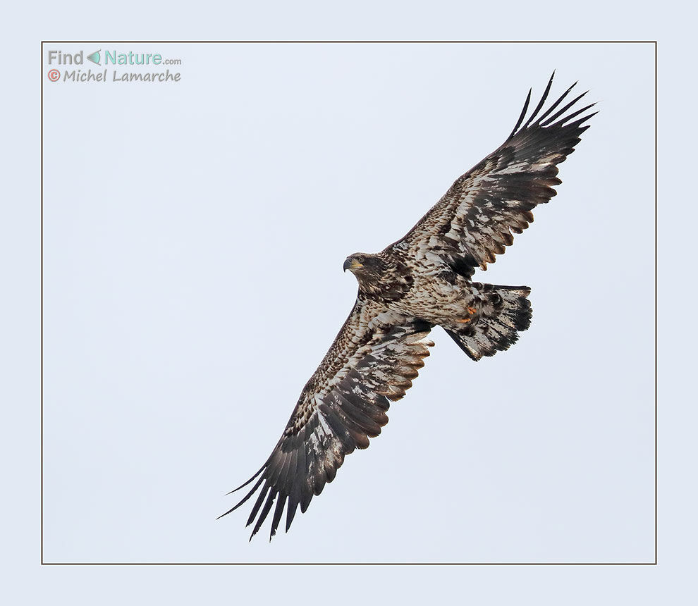 Bald EagleSecond year, Flight