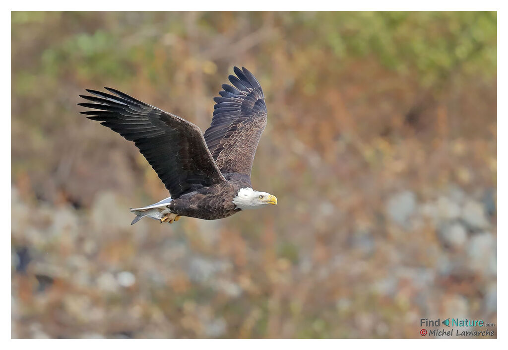 Bald Eagleadult, Flight