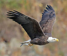 Bald Eagle