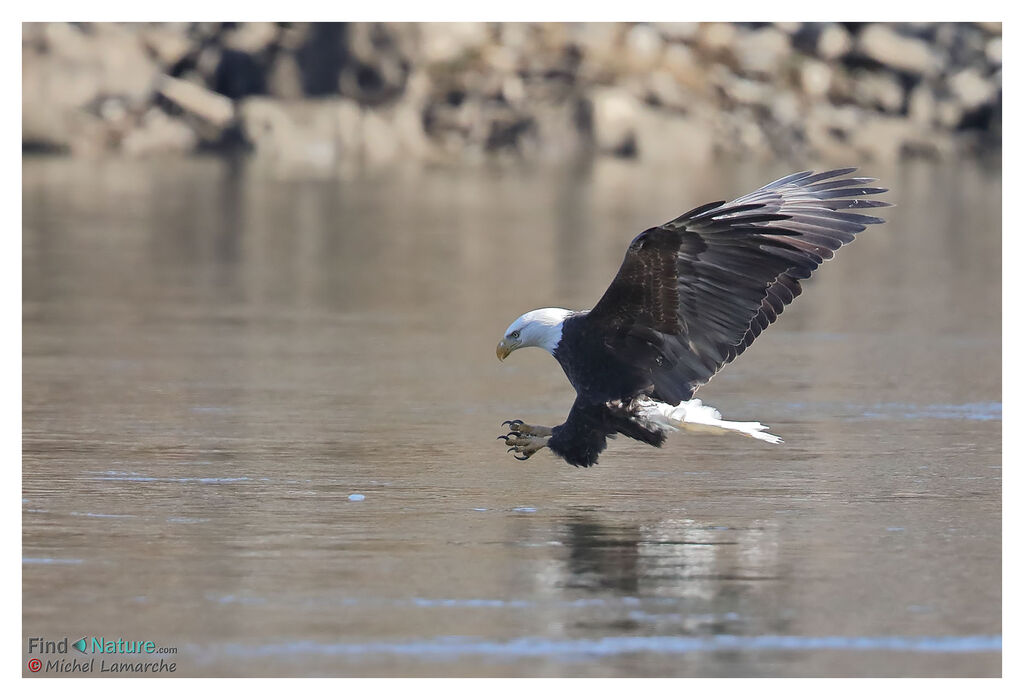 Bald Eagleadult, Flight, fishing/hunting