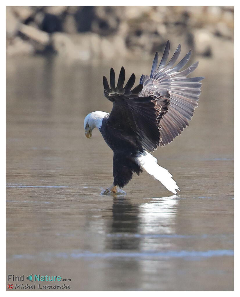 Bald Eagleadult, Flight, fishing/hunting