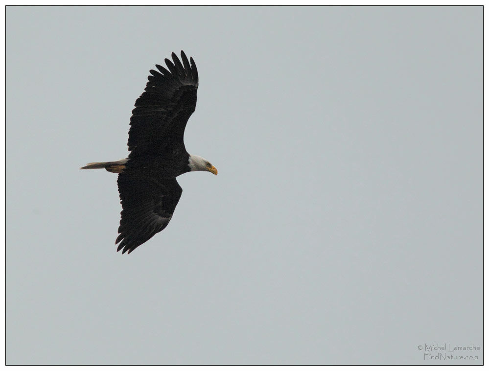 Bald Eagle, Flight