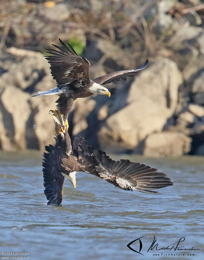 Bald Eagleadult, courting display