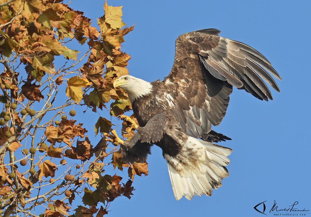 Bald Eagleadult, Flight