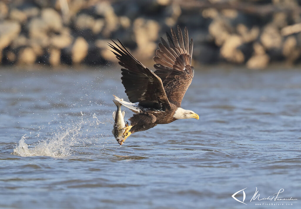 Bald Eagleadult, Flight, fishing/hunting