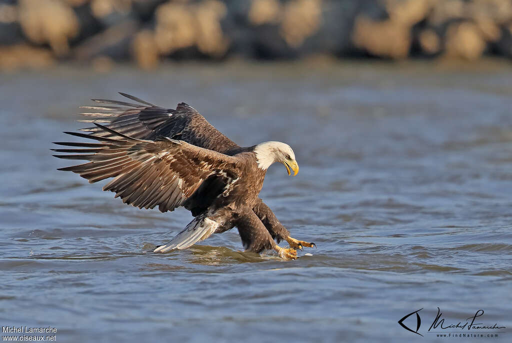 Bald Eagleadult, Flight, fishing/hunting