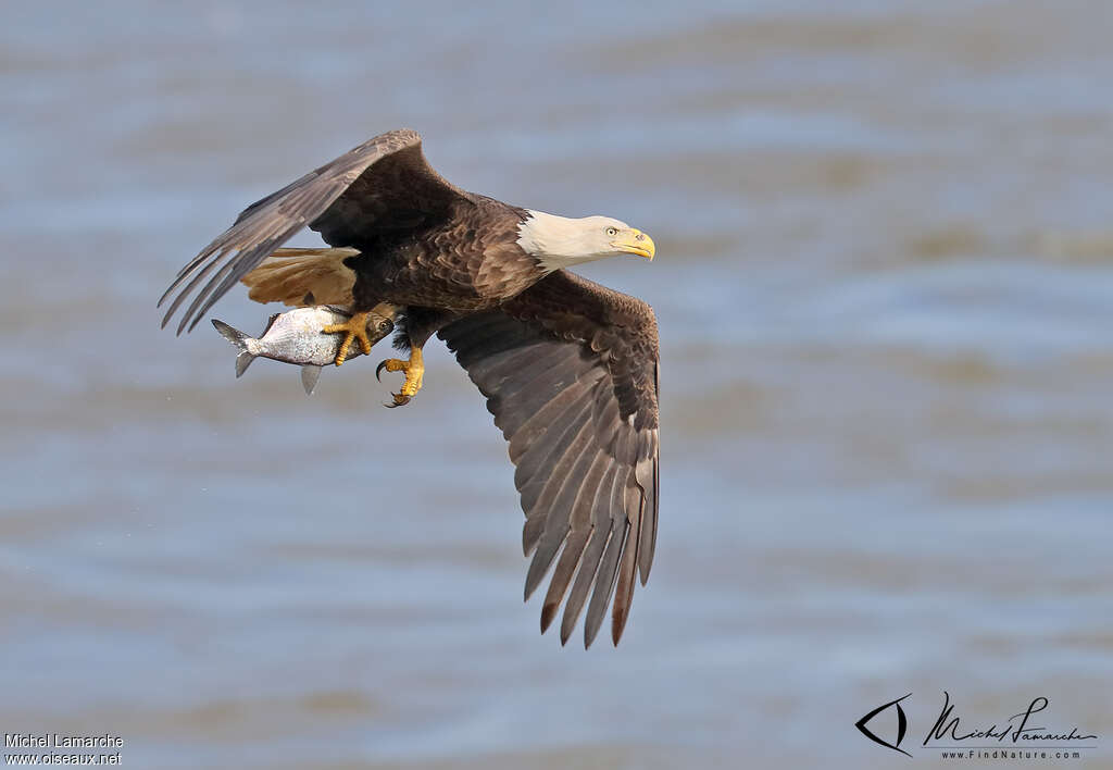 Bald Eagleadult, Flight, fishing/hunting