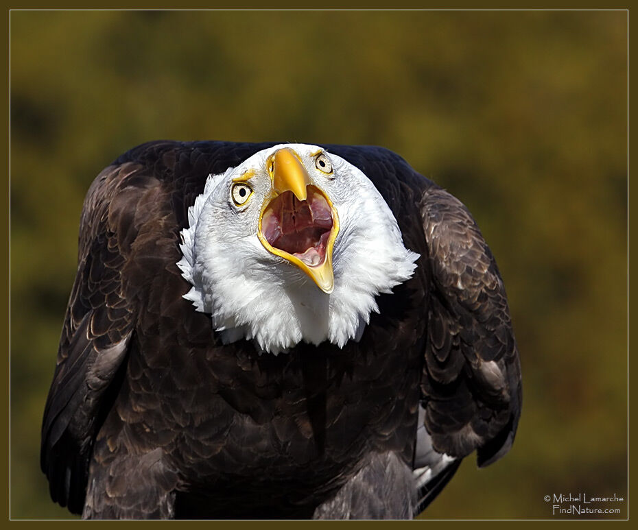 Bald Eagle