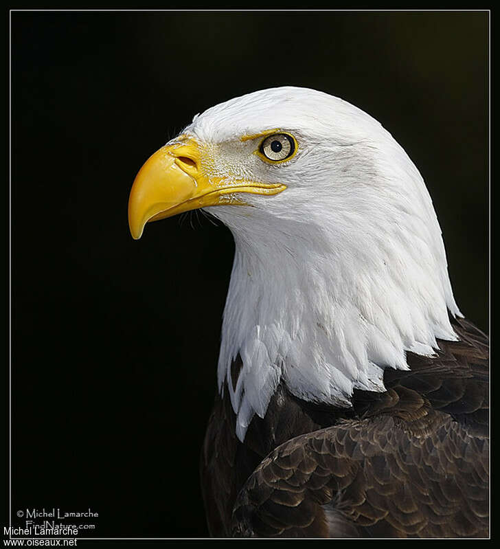 Bald Eagleadult, close-up portrait