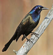 Common Grackle