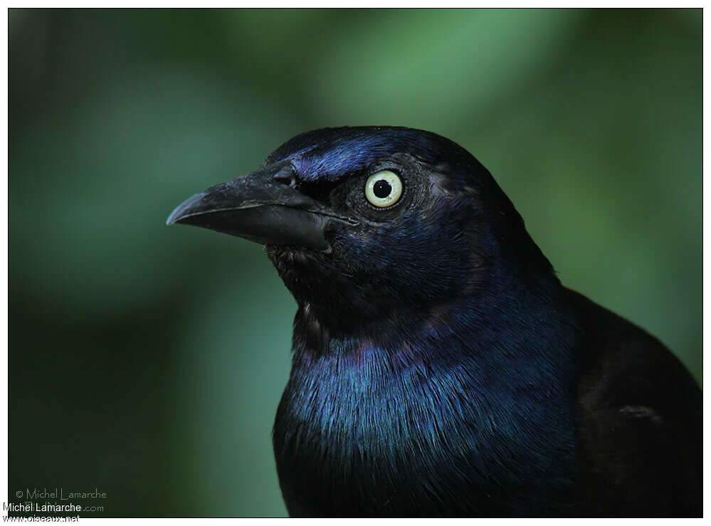 Common Grackleadult, close-up portrait