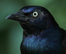 Common Grackle