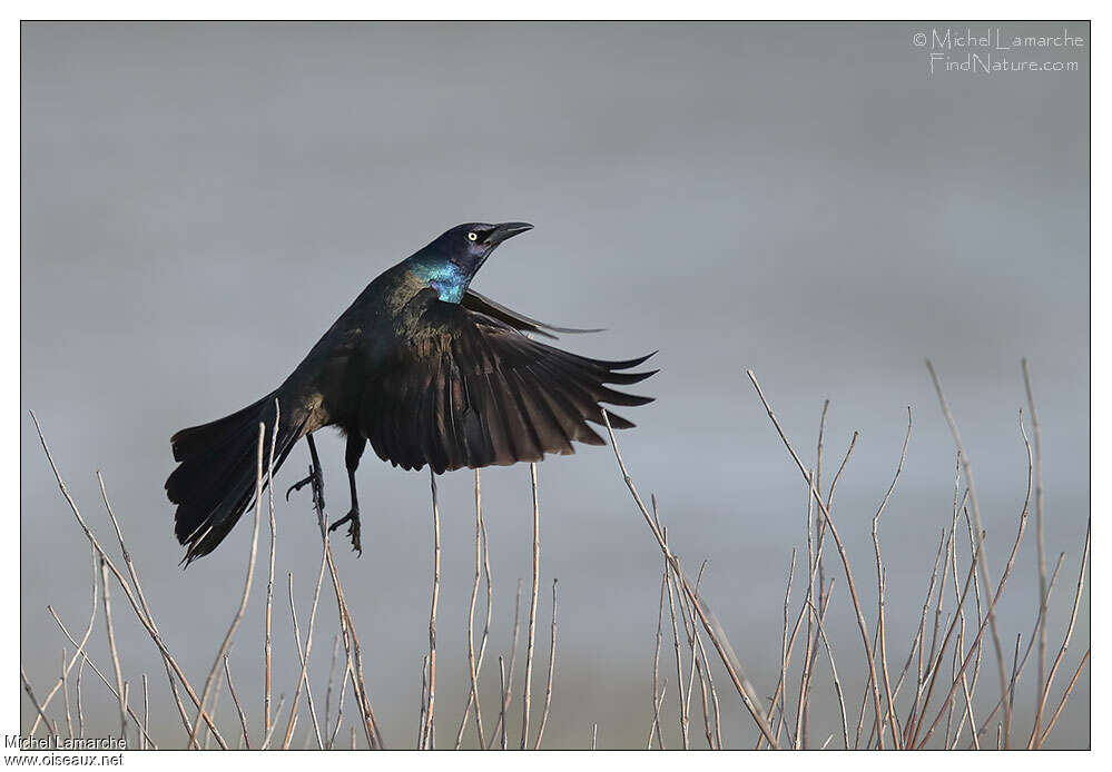 Common Grackleadult, Flight