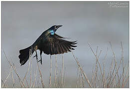 Common Grackle