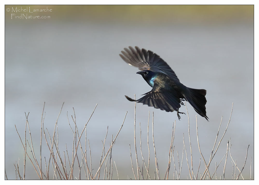 Common Grackle, Flight