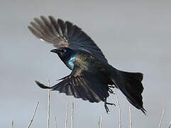 Common Grackle